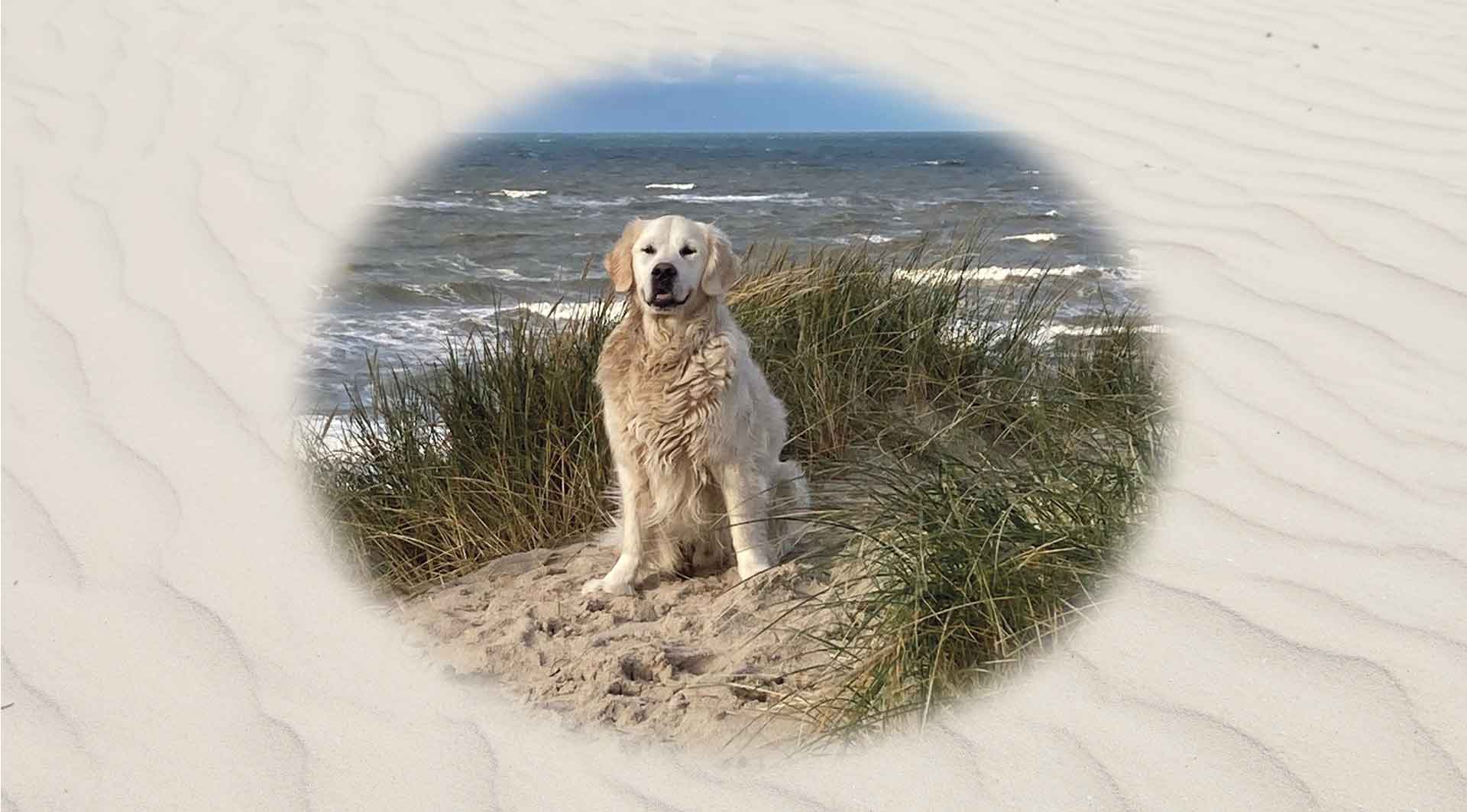 hund-sitzt-im-sand-am-meer